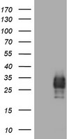 CD99 Antibody in Western Blot (WB)