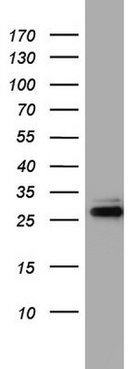 CD99 Antibody in Western Blot (WB)