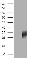 CD99 Antibody in Western Blot (WB)