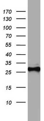 CD99 Antibody in Western Blot (WB)