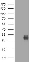 CD99 Antibody in Western Blot (WB)