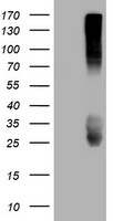 CD99 Antibody in Western Blot (WB)