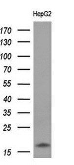 CD99 Antibody in Western Blot (WB)