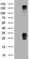 CD99 Antibody in Western Blot (WB)