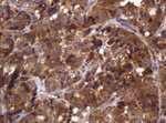 CDC123 Antibody in Immunohistochemistry (Paraffin) (IHC (P))