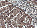 CDC123 Antibody in Immunohistochemistry (Paraffin) (IHC (P))