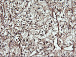 CDC123 Antibody in Immunohistochemistry (Paraffin) (IHC (P))