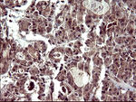 CDC123 Antibody in Immunohistochemistry (Paraffin) (IHC (P))