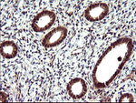 CDC123 Antibody in Immunohistochemistry (Paraffin) (IHC (P))