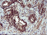 CDC123 Antibody in Immunohistochemistry (Paraffin) (IHC (P))