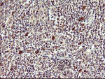 CDC123 Antibody in Immunohistochemistry (Paraffin) (IHC (P))