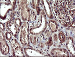 CDC123 Antibody in Immunohistochemistry (Paraffin) (IHC (P))