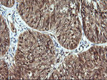 CDC123 Antibody in Immunohistochemistry (Paraffin) (IHC (P))
