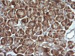 CDC123 Antibody in Immunohistochemistry (Paraffin) (IHC (P))