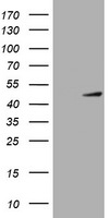 CDC123 Antibody in Western Blot (WB)