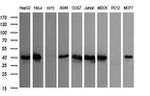 CDC123 Antibody in Western Blot (WB)