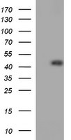 CDC123 Antibody in Western Blot (WB)