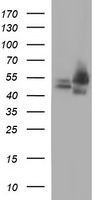 CDC123 Antibody in Western Blot (WB)