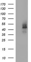 CDC123 Antibody in Western Blot (WB)