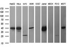 CDC123 Antibody in Western Blot (WB)