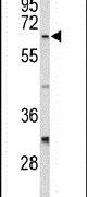 Cdc20 Antibody in Western Blot (WB)