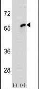 Cdc20 Antibody in Western Blot (WB)