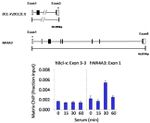 Cdc25C Antibody in ChIP Assay (ChIP)