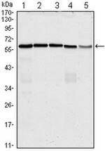 Cdc25C Antibody in Western Blot (WB)