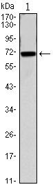 Cdc27 Antibody in Western Blot (WB)