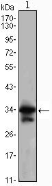 CDK1 Antibody in Western Blot (WB)