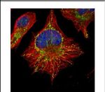 CDC37 Antibody in Immunocytochemistry (ICC/IF)