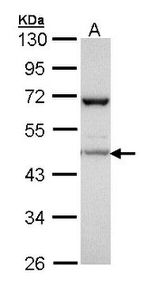 CDC37 Antibody in Western Blot (WB)