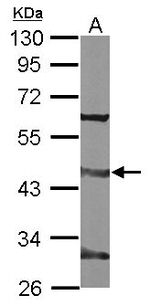 CDC37 Antibody in Western Blot (WB)