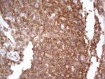 CDC42SE2 Antibody in Immunohistochemistry (Paraffin) (IHC (P))