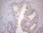 CDC42SE2 Antibody in Immunohistochemistry (Paraffin) (IHC (P))
