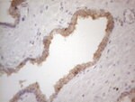CDC42SE2 Antibody in Immunohistochemistry (Paraffin) (IHC (P))