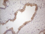CDC42SE2 Antibody in Immunohistochemistry (Paraffin) (IHC (P))