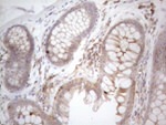 CDC42SE2 Antibody in Immunohistochemistry (Paraffin) (IHC (P))