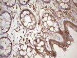 CDC42SE2 Antibody in Immunohistochemistry (Paraffin) (IHC (P))