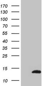 CDC42SE2 Antibody in Western Blot (WB)