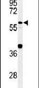 Cdc45L Antibody in Western Blot (WB)