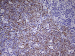 CDCA7L Antibody in Immunohistochemistry (Paraffin) (IHC (P))
