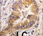CDCA8 Antibody in Immunohistochemistry (IHC)