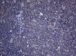 CDCA8 Antibody in Immunohistochemistry (Paraffin) (IHC (P))