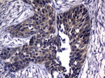 CDCA8 Antibody in Immunohistochemistry (Paraffin) (IHC (P))