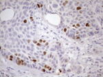 CDCA8 Antibody in Immunohistochemistry (Paraffin) (IHC (P))