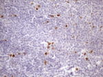 CDCA8 Antibody in Immunohistochemistry (Paraffin) (IHC (P))