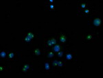 CDCP1 Antibody in Immunocytochemistry (ICC/IF)