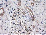 CDCP1 Antibody in Immunohistochemistry (Paraffin) (IHC (P))