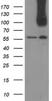 CDCP1 Antibody in Western Blot (WB)